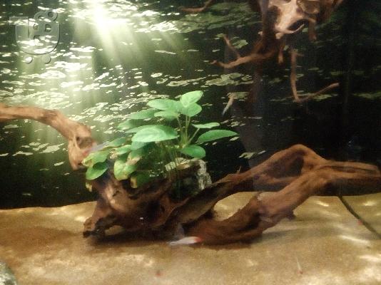 Πωλείται Ενυδρείο 250L + Εξοπλισμός